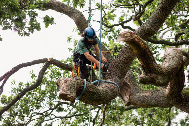 Best Residential Tree Removal  in USA