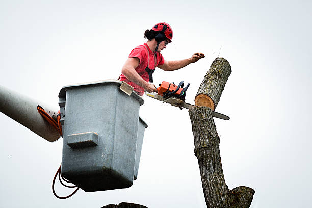 Best Commercial Tree Removal  in USA